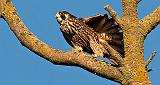 Falcon In A Tree_20148
